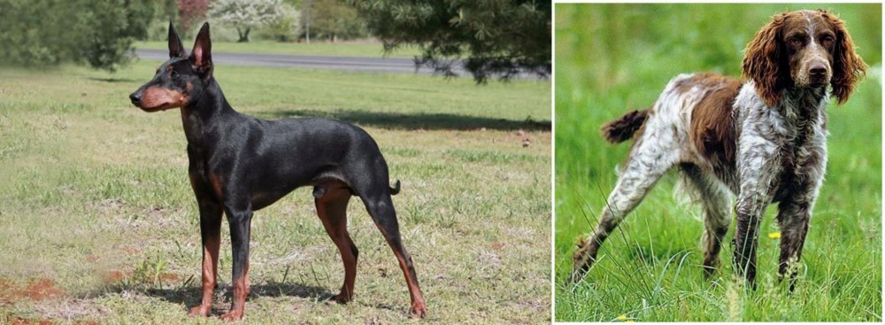 Pont-Audemer Spaniel vs Manchester Terrier - Breed Comparison