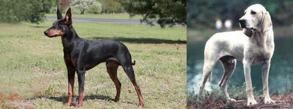Porcelaine vs Manchester Terrier - Breed Comparison