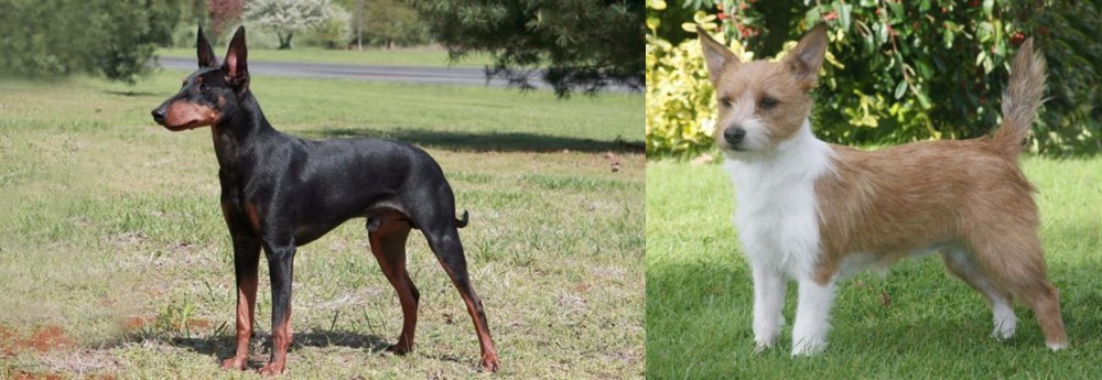 Portuguese Podengo vs Manchester Terrier - Breed Comparison