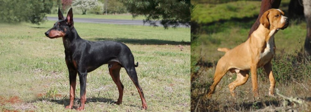Portuguese Pointer vs Manchester Terrier - Breed Comparison