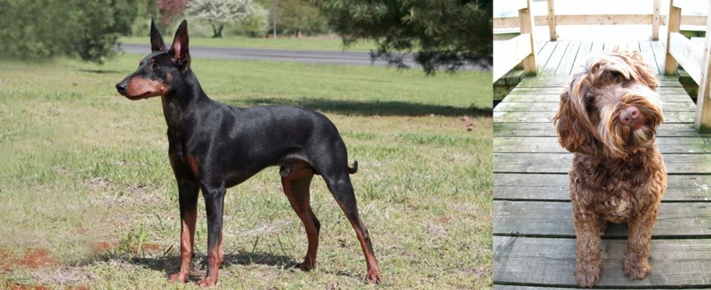 Portuguese Water Dog vs Manchester Terrier - Breed Comparison