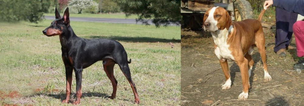 Posavac Hound vs Manchester Terrier - Breed Comparison