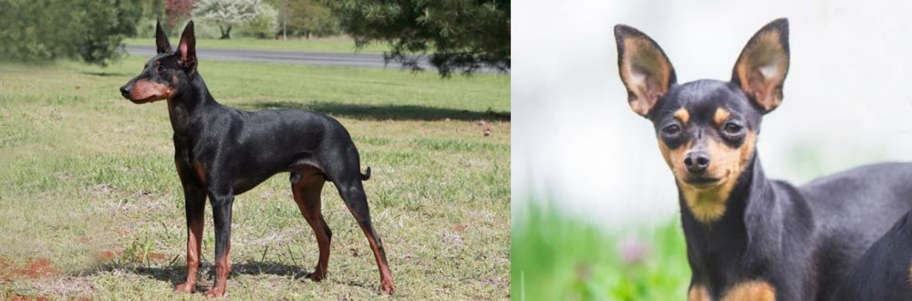 Prazsky Krysarik vs Manchester Terrier - Breed Comparison