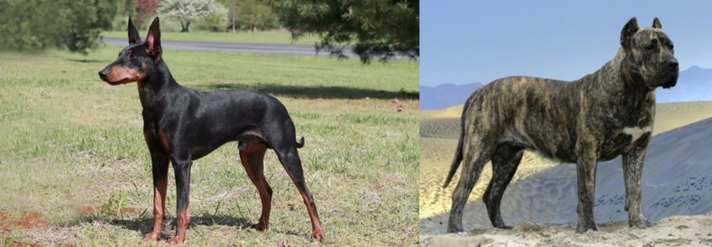 Presa Canario vs Manchester Terrier - Breed Comparison