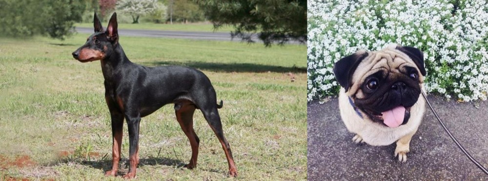 Pug vs Manchester Terrier - Breed Comparison