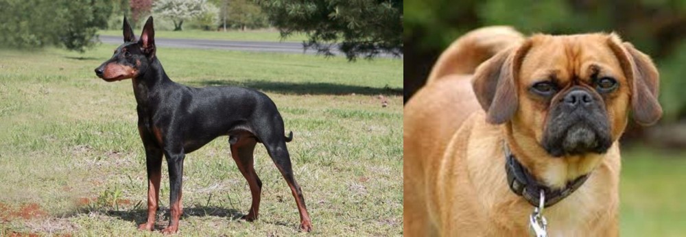 Pugalier vs Manchester Terrier - Breed Comparison