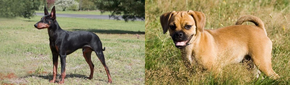 Puggle vs Manchester Terrier - Breed Comparison
