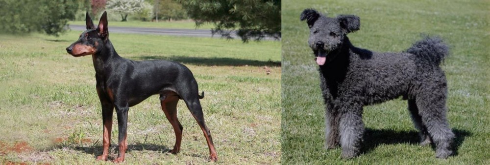 Pumi vs Manchester Terrier - Breed Comparison