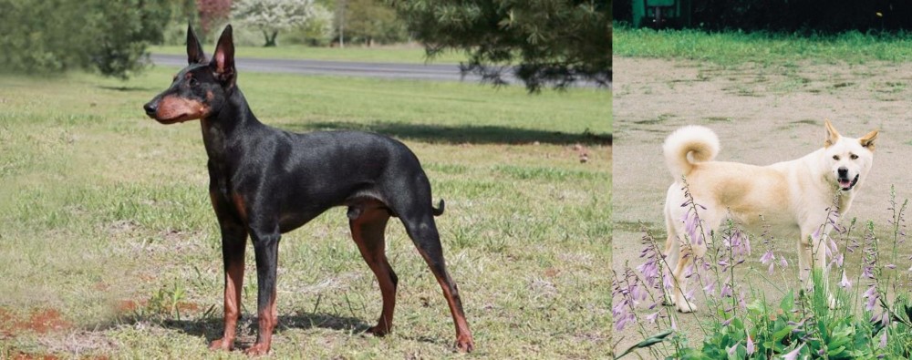 Pungsan Dog vs Manchester Terrier - Breed Comparison