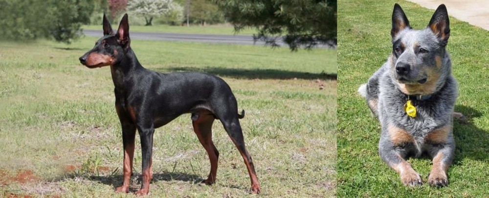 Queensland Heeler vs Manchester Terrier - Breed Comparison