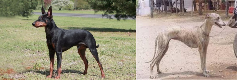 Rampur Greyhound vs Manchester Terrier - Breed Comparison