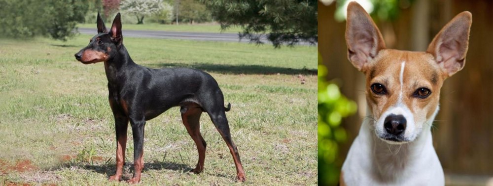 Rat Terrier vs Manchester Terrier - Breed Comparison