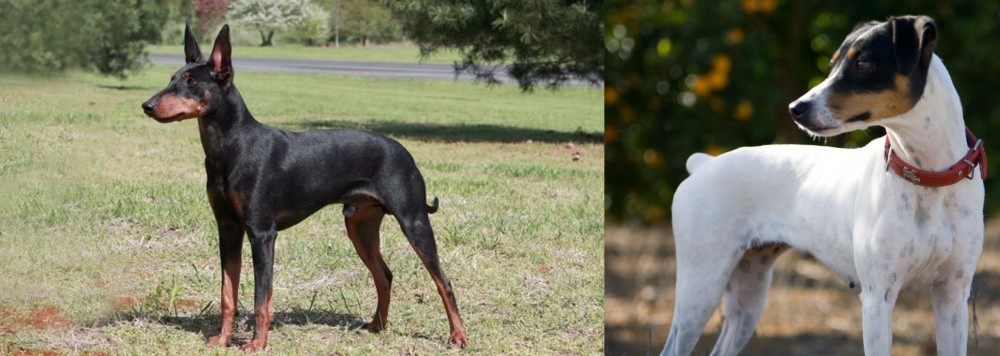 Ratonero Bodeguero Andaluz vs Manchester Terrier - Breed Comparison