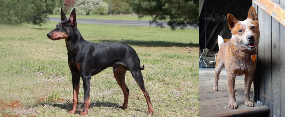 Red Heeler vs Manchester Terrier - Breed Comparison