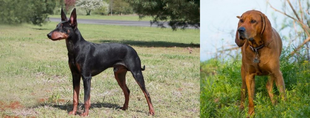 Redbone Coonhound vs Manchester Terrier - Breed Comparison
