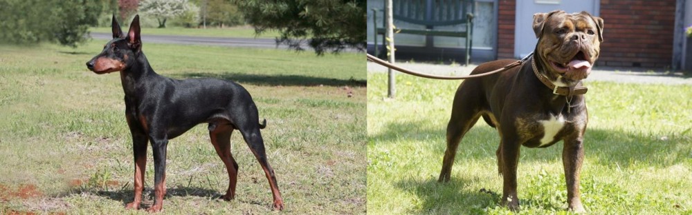 Renascence Bulldogge vs Manchester Terrier - Breed Comparison