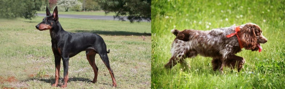 Russian Spaniel vs Manchester Terrier - Breed Comparison
