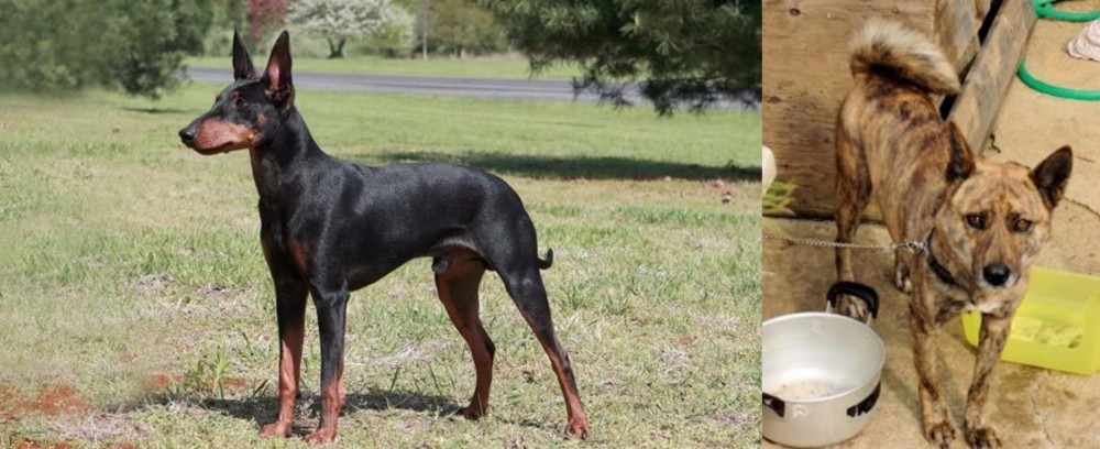 Ryukyu Inu vs Manchester Terrier - Breed Comparison