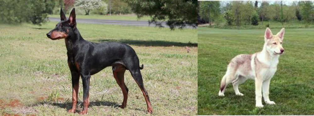 Saarlooswolfhond vs Manchester Terrier - Breed Comparison