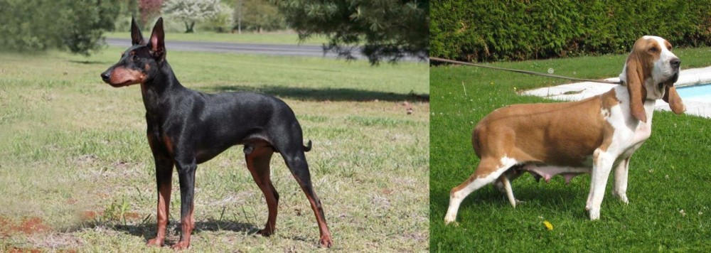 Sabueso Espanol vs Manchester Terrier - Breed Comparison