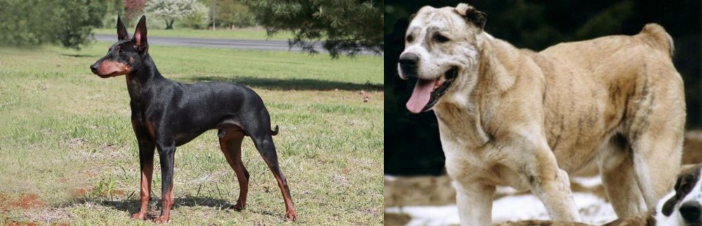 Sage Koochee vs Manchester Terrier - Breed Comparison