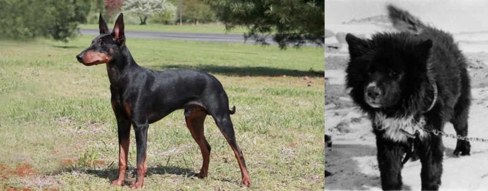 Sakhalin Husky vs Manchester Terrier - Breed Comparison