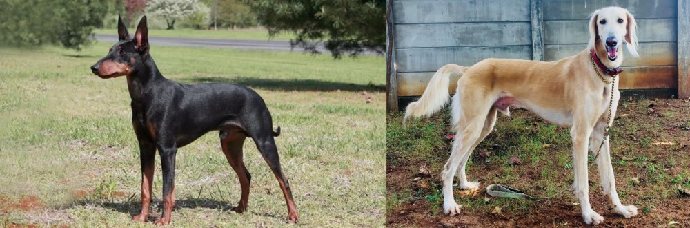 Saluki vs Manchester Terrier - Breed Comparison