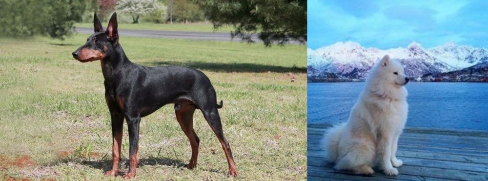 Samoyed vs Manchester Terrier - Breed Comparison