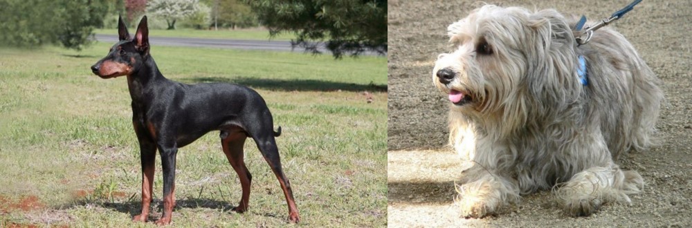Sapsali vs Manchester Terrier - Breed Comparison