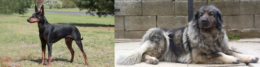 Sarplaninac vs Manchester Terrier - Breed Comparison
