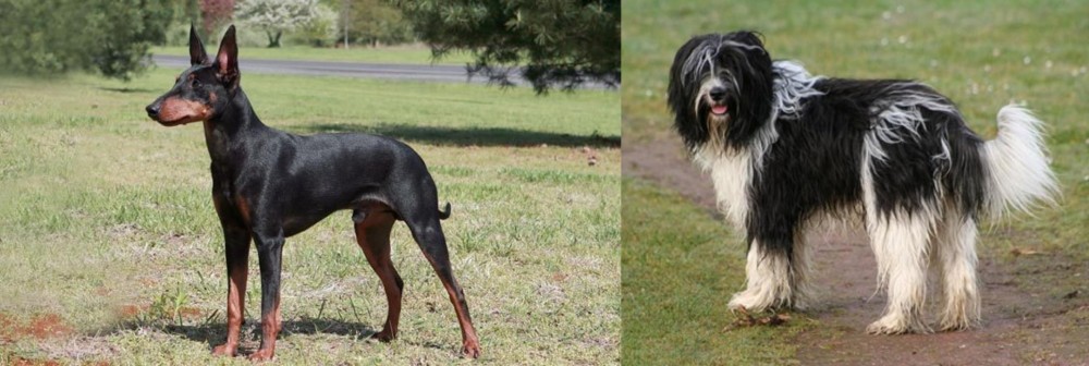 Schapendoes vs Manchester Terrier - Breed Comparison