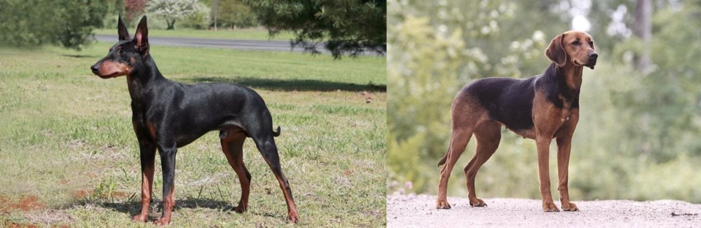 Schillerstovare vs Manchester Terrier - Breed Comparison