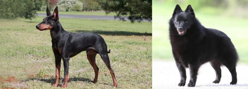 Schipperke vs Manchester Terrier - Breed Comparison