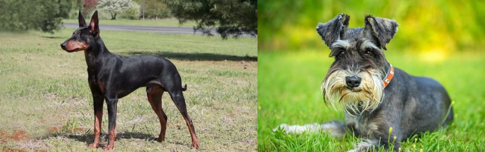Schnauzer vs Manchester Terrier - Breed Comparison