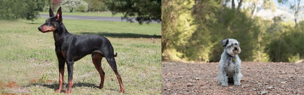 Schnoodle vs Manchester Terrier - Breed Comparison