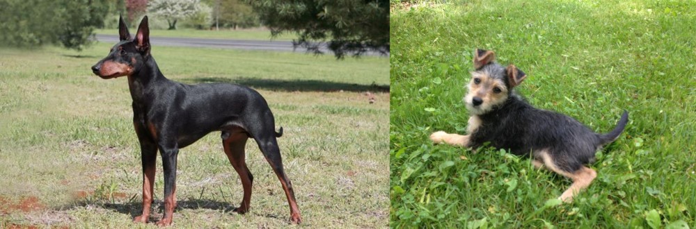 Schnorkie vs Manchester Terrier - Breed Comparison
