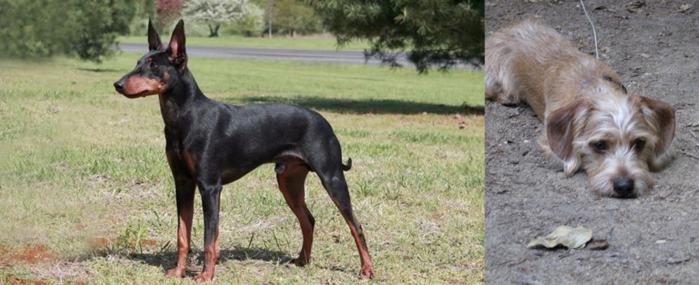 Schweenie vs Manchester Terrier - Breed Comparison