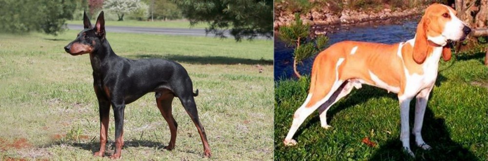 Schweizer Laufhund vs Manchester Terrier - Breed Comparison