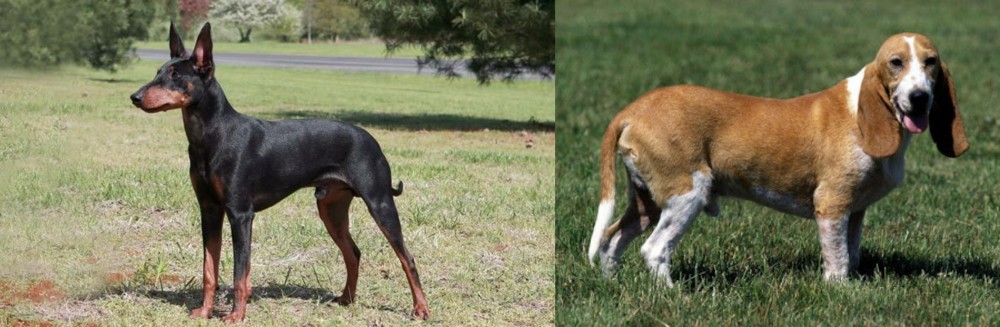 Schweizer Niederlaufhund vs Manchester Terrier - Breed Comparison