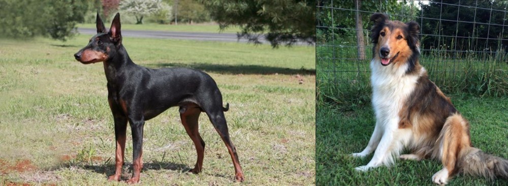 Scotch Collie vs Manchester Terrier - Breed Comparison
