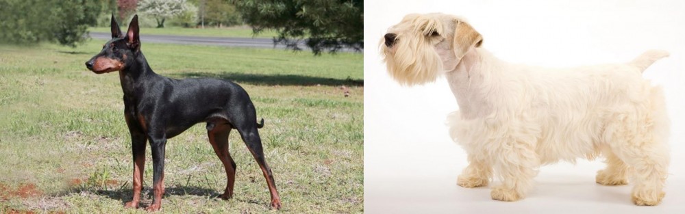 Sealyham Terrier vs Manchester Terrier - Breed Comparison