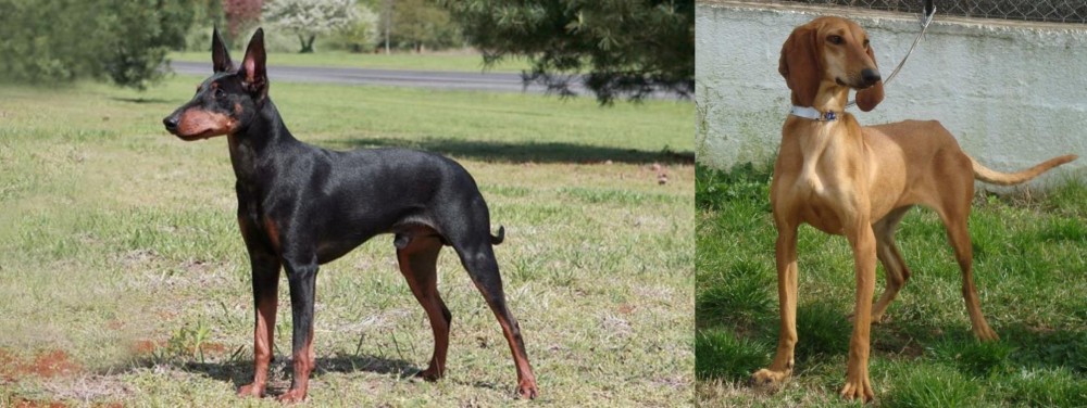 Segugio Italiano vs Manchester Terrier - Breed Comparison