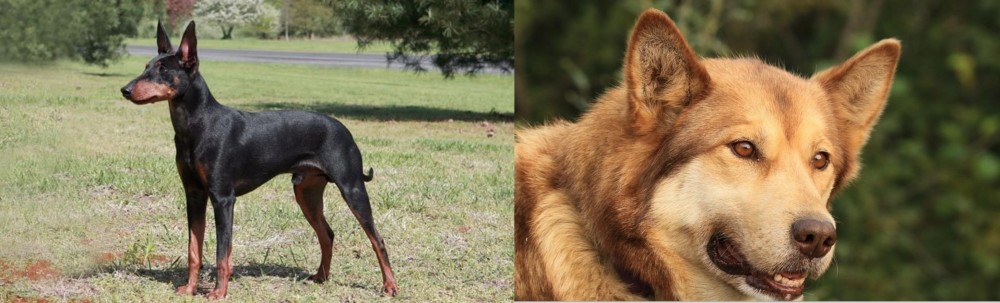 Seppala Siberian Sleddog vs Manchester Terrier - Breed Comparison