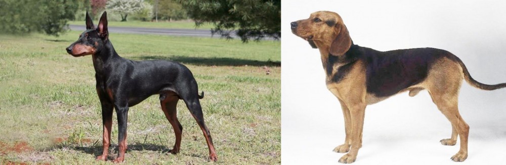 Serbian Hound vs Manchester Terrier - Breed Comparison