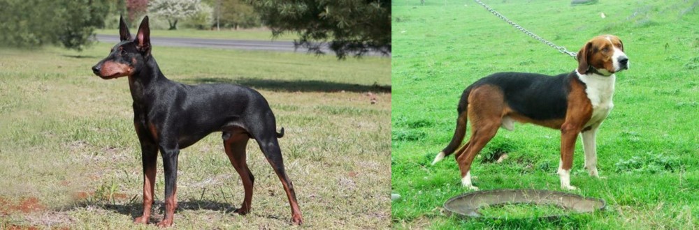 Serbian Tricolour Hound vs Manchester Terrier - Breed Comparison
