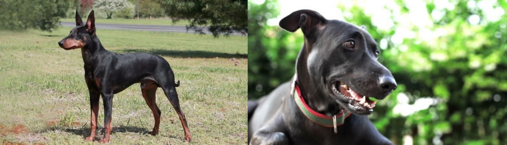 Shepard Labrador vs Manchester Terrier - Breed Comparison