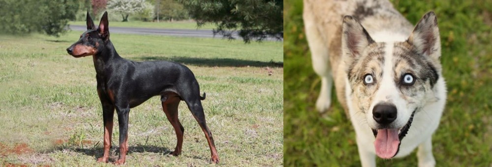 Shepherd Husky vs Manchester Terrier - Breed Comparison