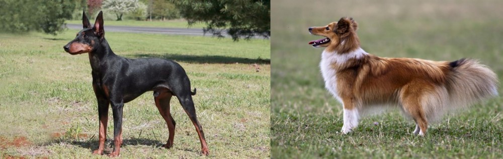 Shetland Sheepdog vs Manchester Terrier - Breed Comparison