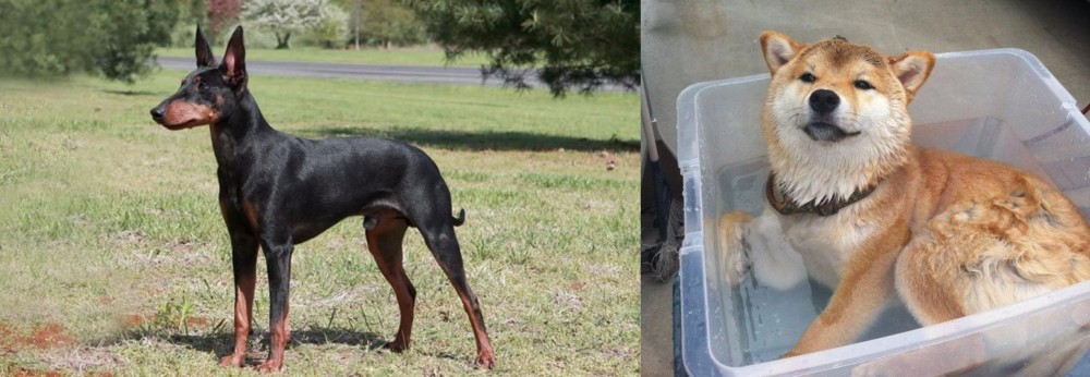 Shiba Inu vs Manchester Terrier - Breed Comparison