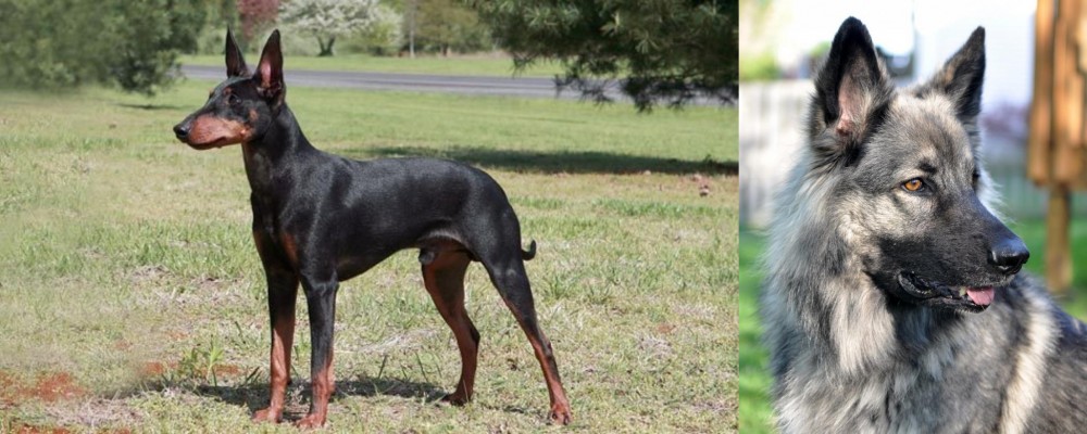 Shiloh Shepherd vs Manchester Terrier - Breed Comparison